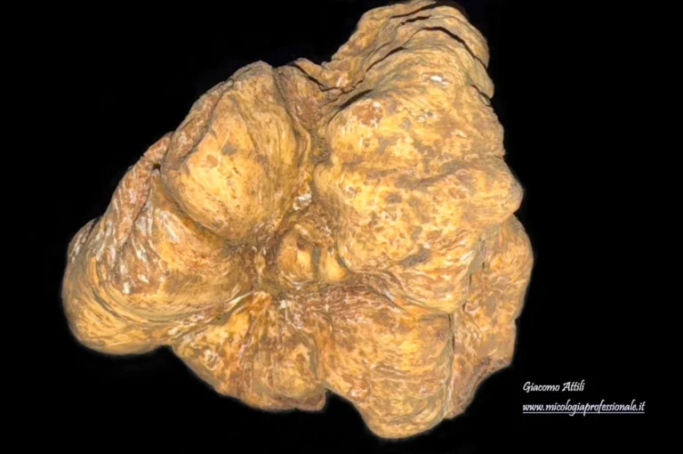 Tuber magnatum Picco, Meleth. bot.: 79 (1788)