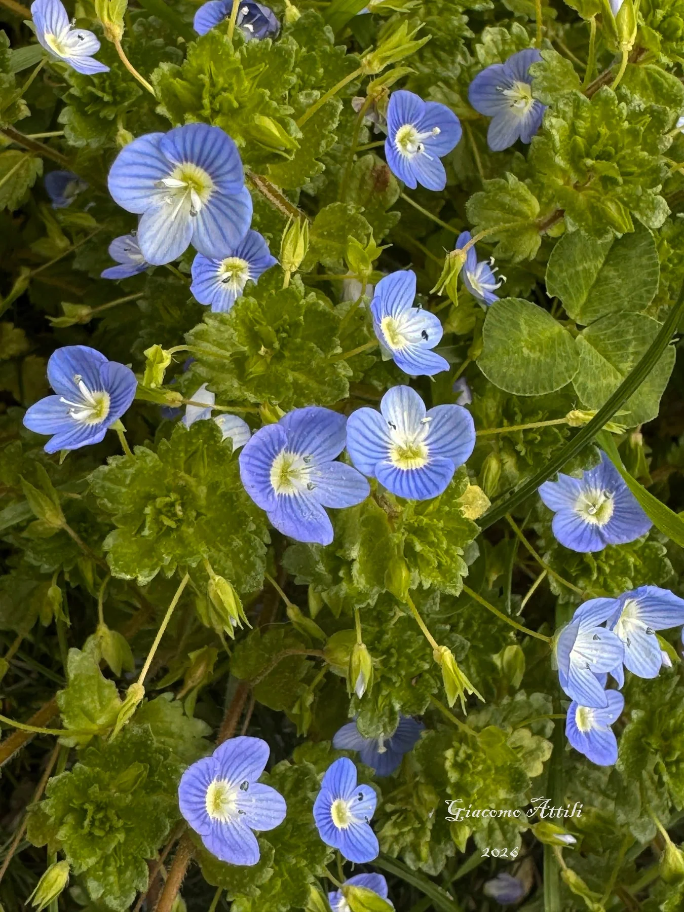 Veronica comune