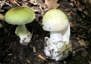 Amanita phalloides