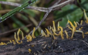 Calocera cornea