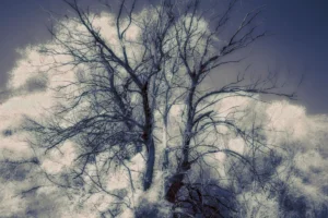 Albero in infrarosso