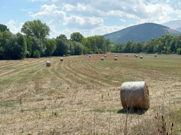 Balle di fieno nel campo mietuto