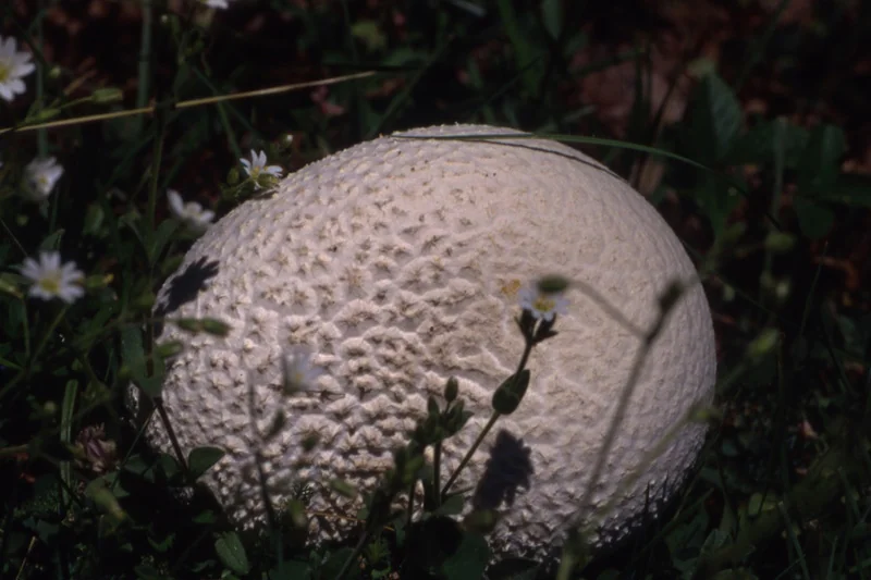 Bovistella utriformis, fotografia 16