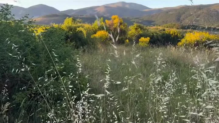 Ginestre in fiore sulla valle