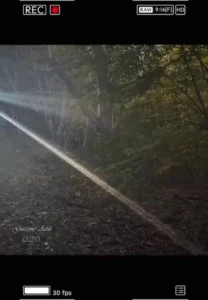 La luce del sole che filtra tra gli alberi del bosco — copertina Pensieri e riflessioni