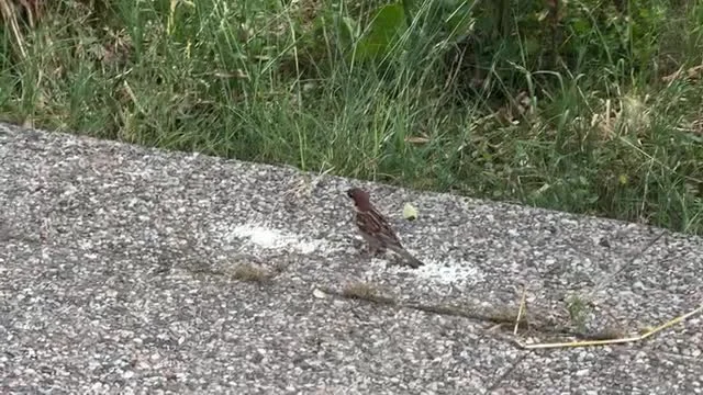 Lucertola sull'asfalto