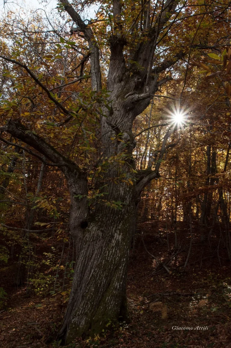 Quercia controluce nel bosco d'autunno