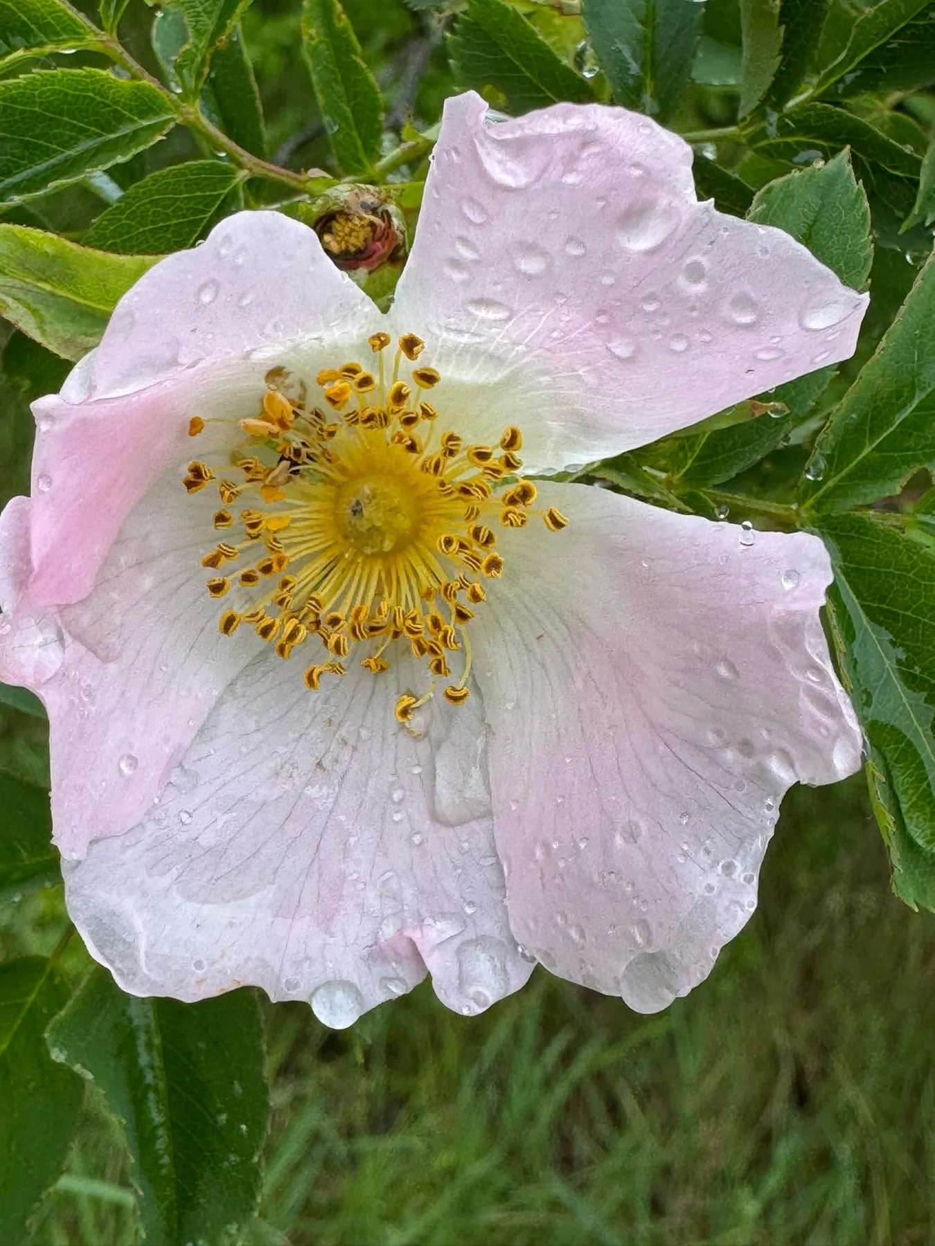 Rosa canina con la rugiada