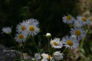 Capsica annua