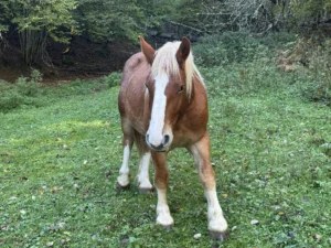 Cavalli al pascolo