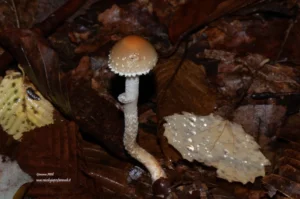 Leratiomyces squamosus