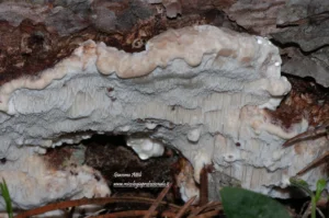 Sarcoporia polyspora P. Karst. (1894)